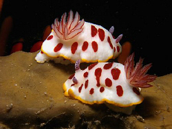 Chromodoris splendida, Bare Island by Doug Anderson 